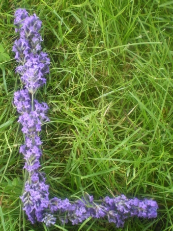 Lettre L en lavande - Photo : G. Brame