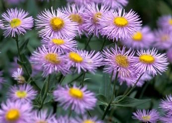 asters