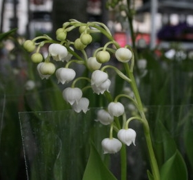 Brin de muguet