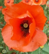 Coquelicot gros plan - Photo : G. Brame