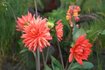 Dahlias