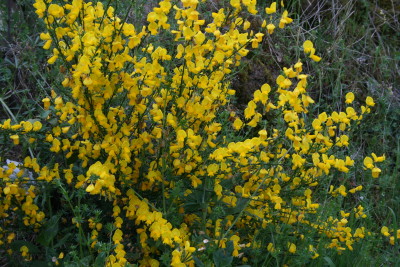 Genêt - Photo : M. Déchelette