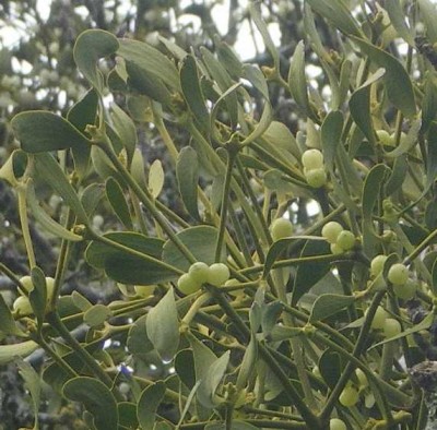 Gui - Photo : G. Brame