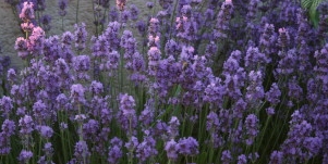 Lavande - Photo : M. Déchelette