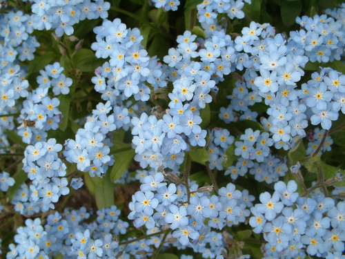 Myosotis - Photo : G. Brame