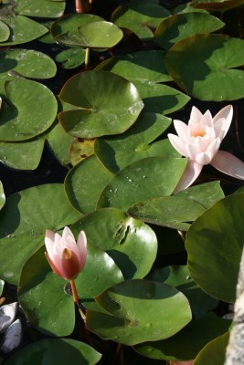 Nenuphar - Photo : G. Brame