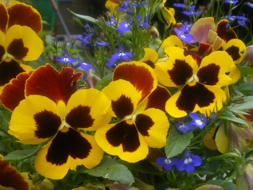 Pensées - Photo : G. Brame