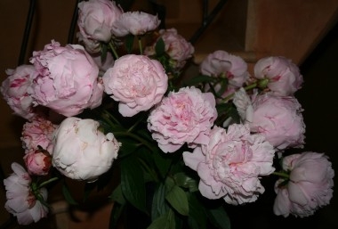 Bouquet de pivoines - Photo : M. Déchelette