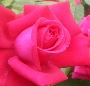 Rose - Photo : G. Brame