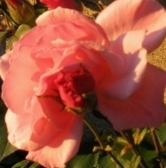 Rose couleur saumon - Photo : M. Déchelette