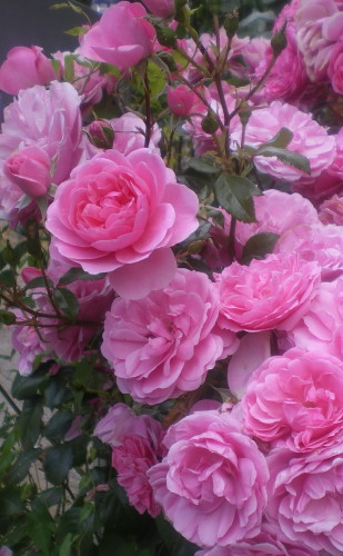 Roses - Photo : G. Brame