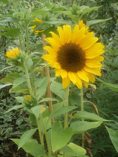Tournesol - Photo : G. Brame