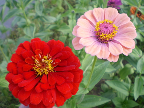 Zinnias - Photo : G. Brame