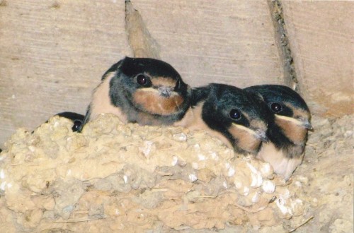 Bébés hirondelles - Photo : M. Boscher