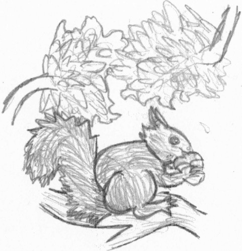 Ecureuil, dessin de Samy Brame