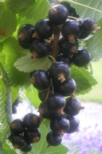 Grappe de cassis - Photo : G. Brame