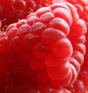 Framboises