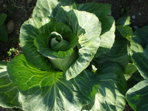 Chou ert - Photo : G. Brame