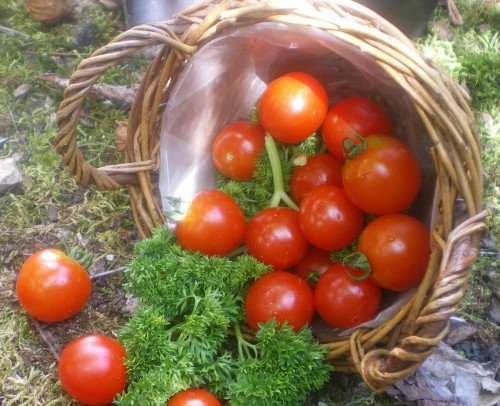 Tomates cerises - Photo : G. Brame