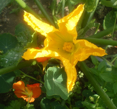 Fleur de courgette - Photo : G. Brame Fleur de courgette - Photo : G. Brame